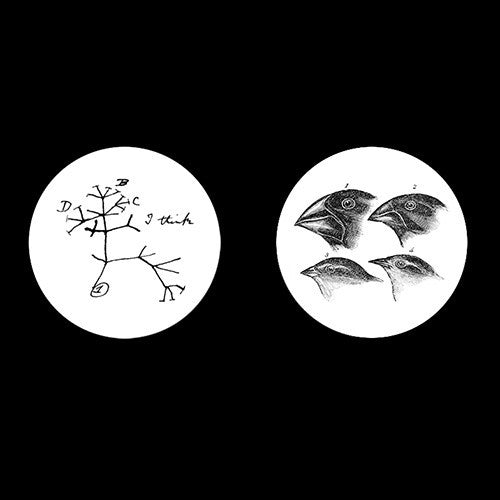 Darwin / Evolution Necklace