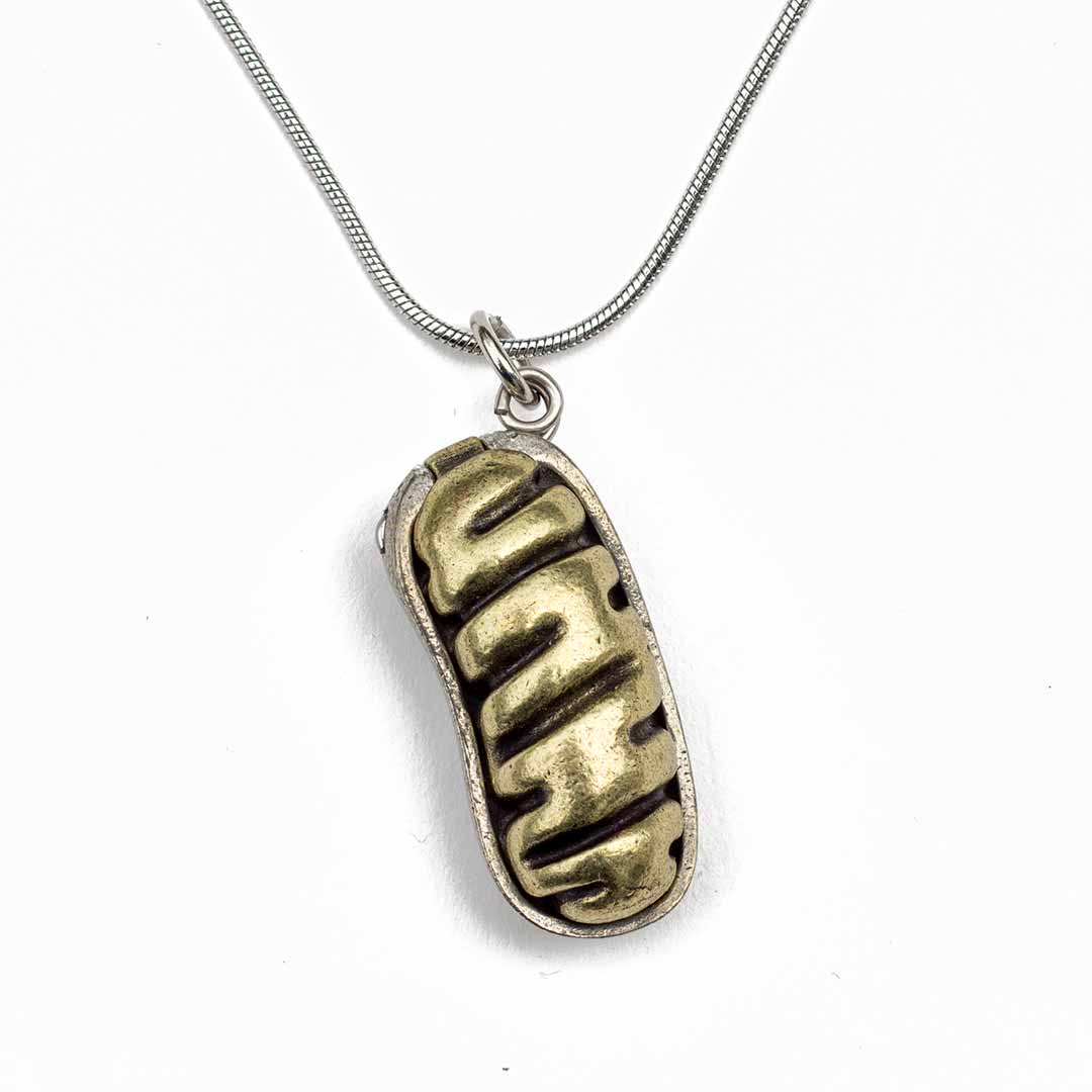 Mitochondria Necklace - a 2-layer locket mitochondrion pendant. Great jewelry gift for teacher or student in biology or science. This photo shows the brass in front and pewter in back.