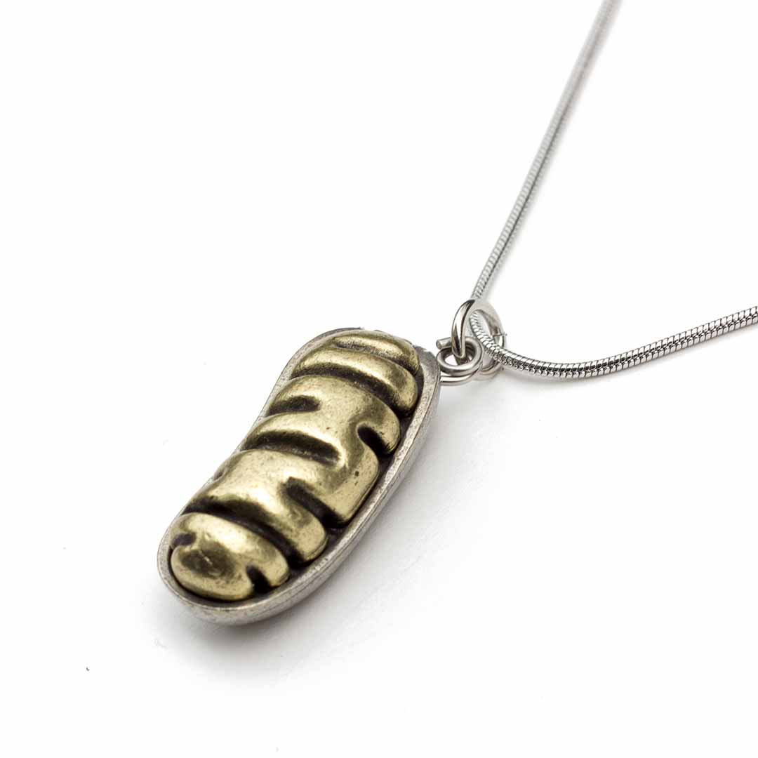 Mitochondria Necklace - a 2-layer locket mitochondrion pendant. Great jewelry gift for teacher or student in biology or science. This photo shows the brass in front and pewter in back.