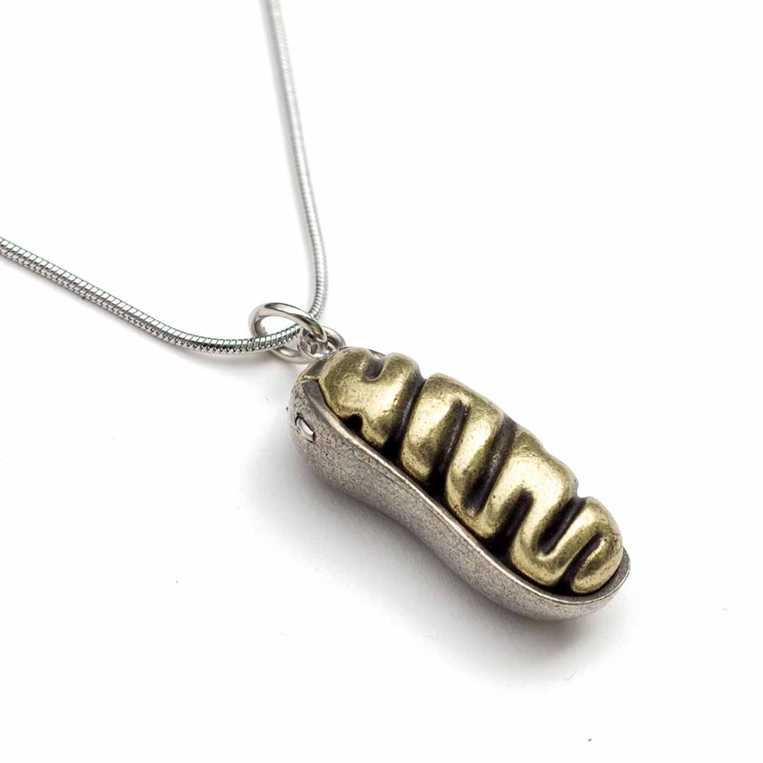 Mitochondria Necklace - a 2-layer locket mitochondrion pendant. Great jewelry gift for teacher or student in biology or science. This photo shows the brass in front and pewter in back.