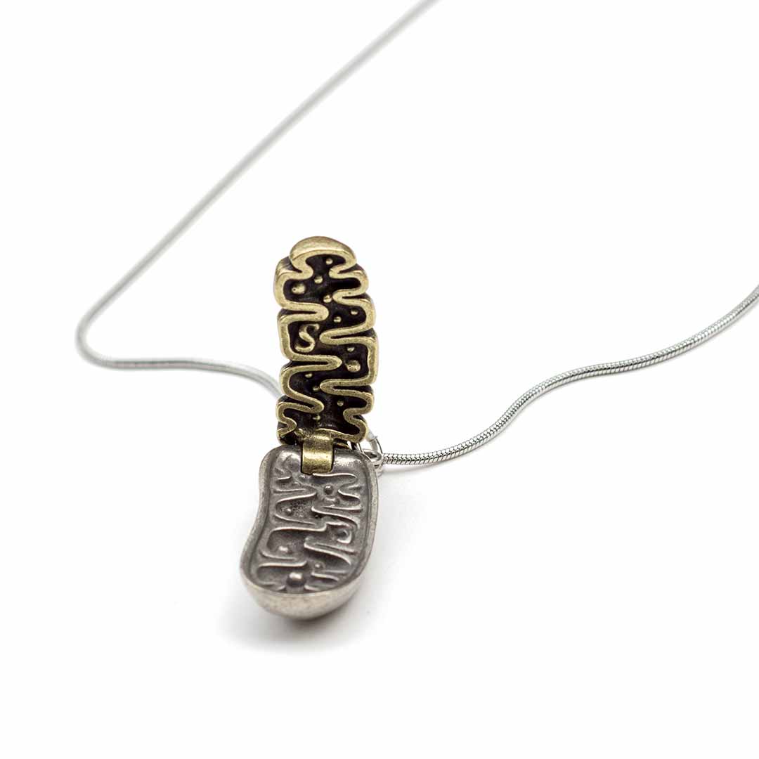 Mitochondria Necklace - a 2-layer locket mitochondrion pendant. Great jewelry gift for teacher or student in biology or science. This photo shows the brass in front and pewter in back.