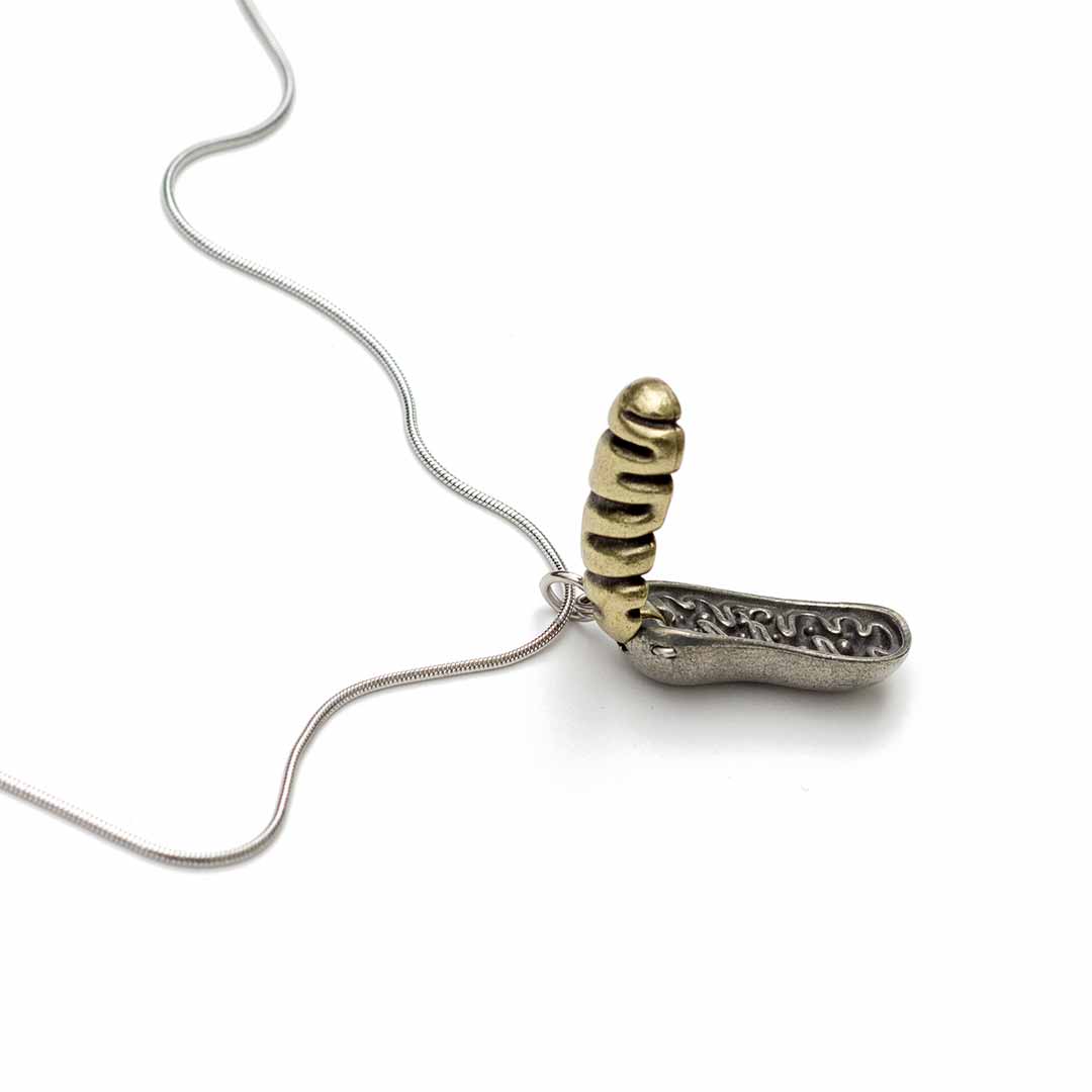 Mitochondria Necklace - a 2-layer locket mitochondrion pendant. Great jewelry gift for teacher or student in biology or science. This photo shows the brass in front and pewter in back.