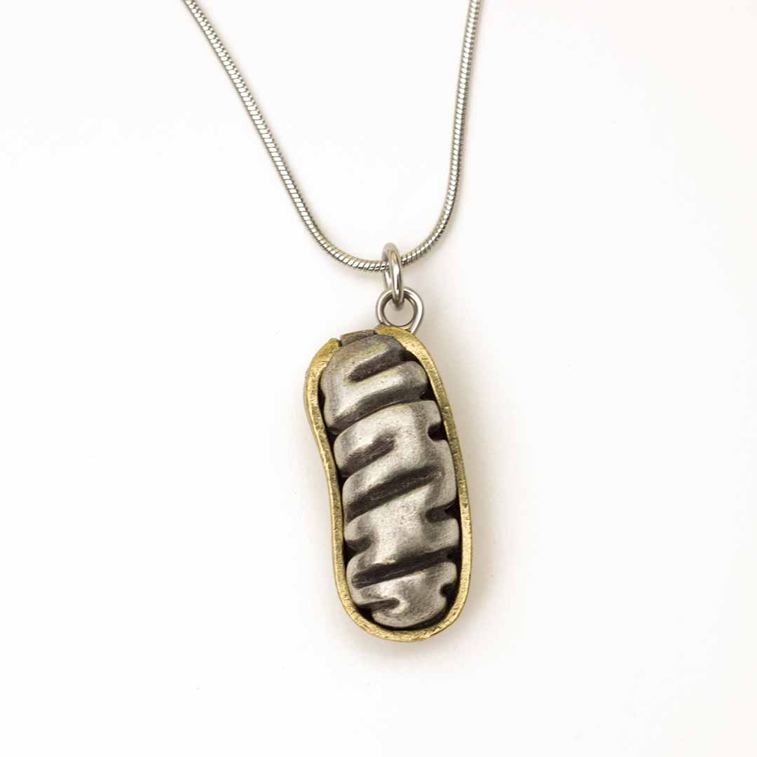 Mitochondria Necklace - a 2-layer locket mitochondrion pendant. Great jewelry gift for teacher or student in biology or science. This photo shows the pewter in front and brass in back.
