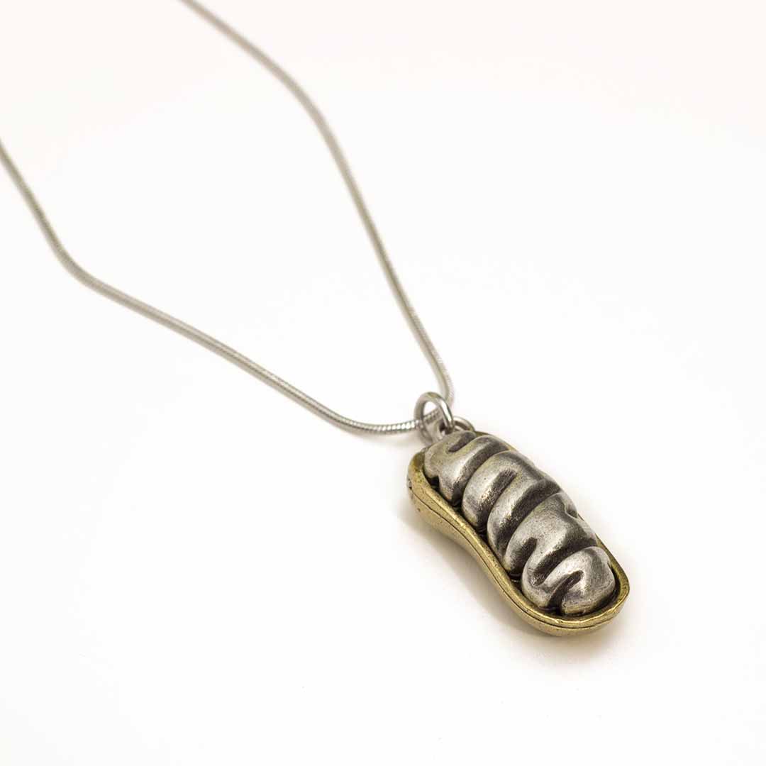 Mitochondria Necklace - a 2-layer locket mitochondrion pendant. Great jewelry gift for teacher or student in biology or science. This photo shows the pewter in front and brass in back.