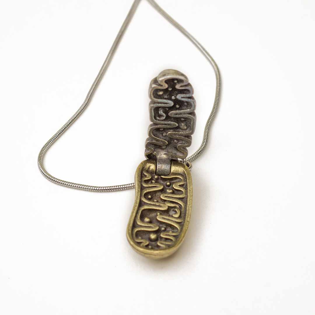 Mitochondria Necklace - a 2-layer locket mitochondrion pendant. Great jewelry gift for teacher or student in biology or science. This photo shows the pewter in front and brass in back.