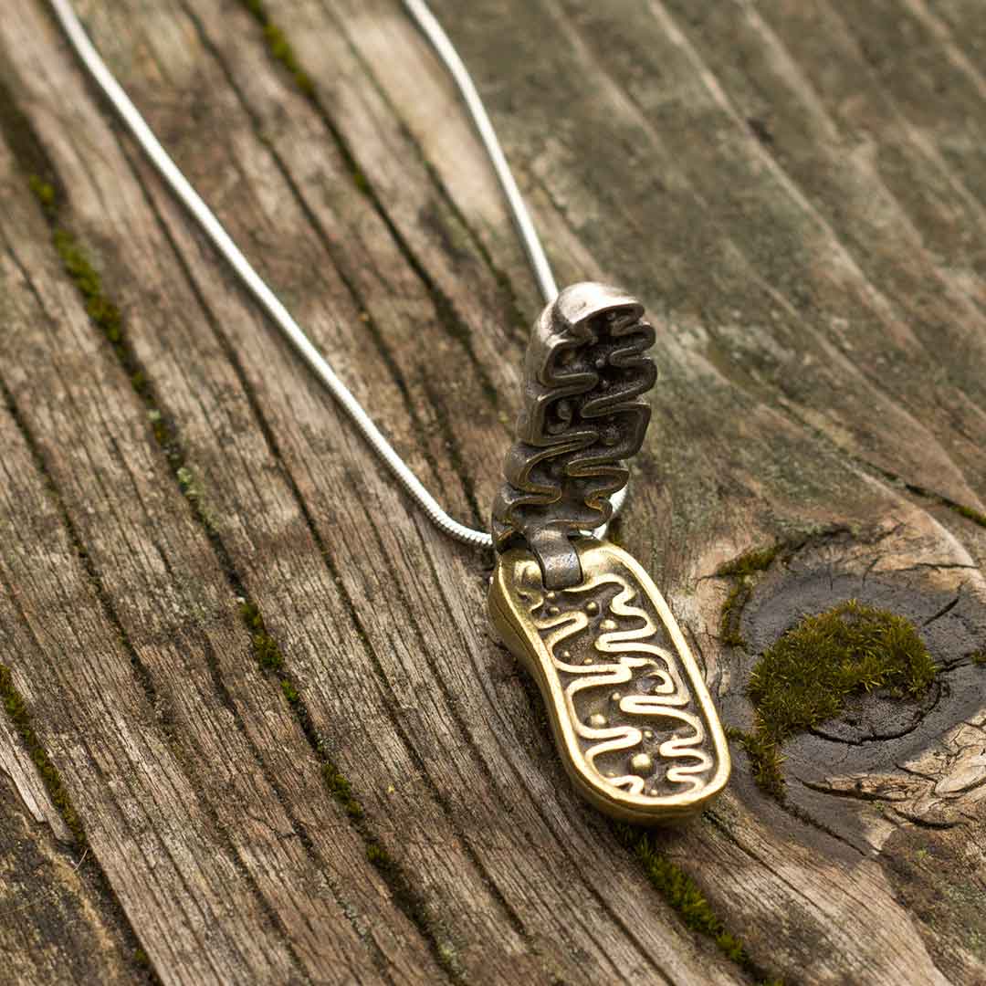 Mitochondria Necklace - a 2-layer locket mitochondrion pendant. Great jewelry gift for teacher or student in biology or science. This photo shows the pewter in front and brass in back.